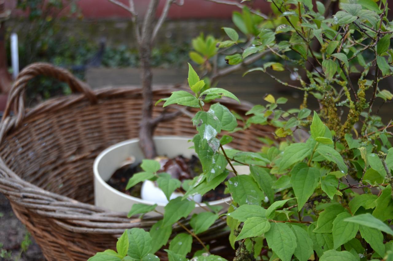 Le Jardin D Helant Hotel Ecquedecques Exterior foto
